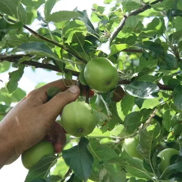 Granny Smith Apple Tree – Tart Green Baking Apple 2