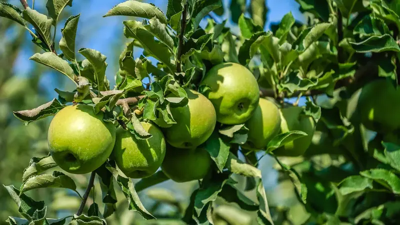 Granny Smith Apple Tree – Tart Green Baking Apple