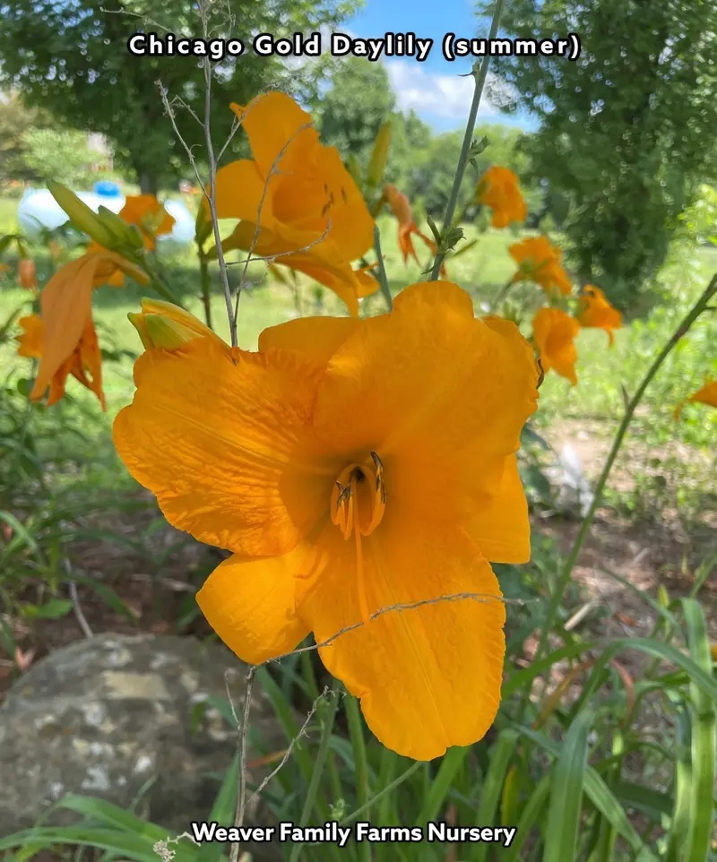 Hemerocallis 'Chicago Gold' Daylily – Vibrant Yellow Blooms, Repeat Flowering