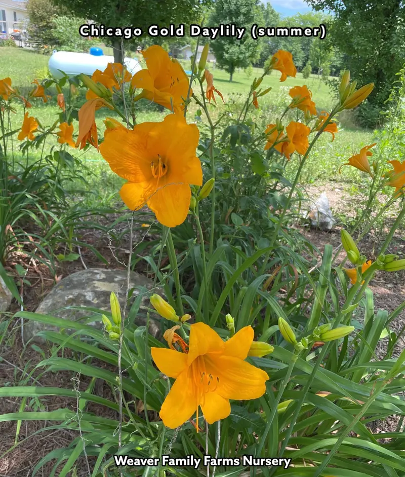 Hemerocallis 'Chicago Gold' Daylily – Vibrant Yellow Blooms, Repeat Flowering