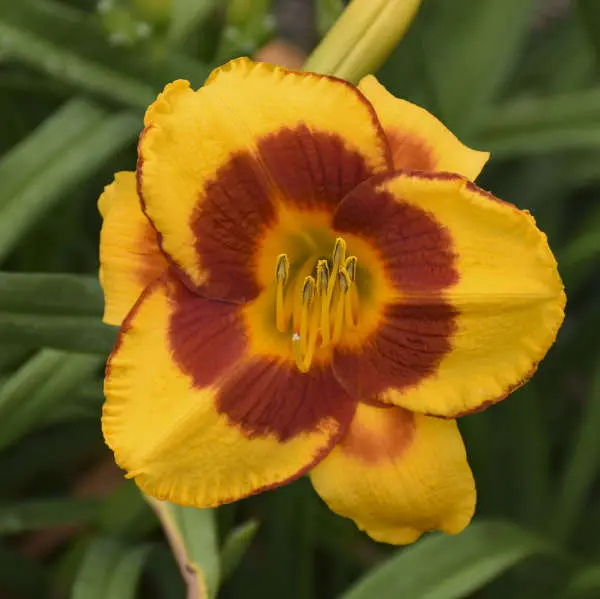 Hemerocallis 'Fooled Me' Daylily – Lavender-Pink Ruffled Blooms with Green Throat