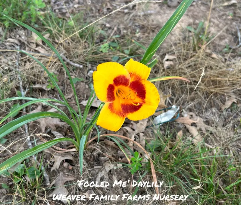 Hemerocallis 'Fooled Me' Daylily – Lavender-Pink Ruffled Blooms with Green Throat 2