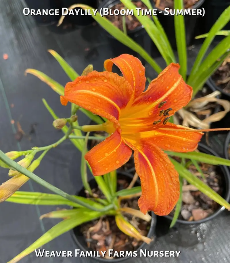 Hemerocallis Fulva – Classic Orange Daylily, Hardy and Naturalizing 2