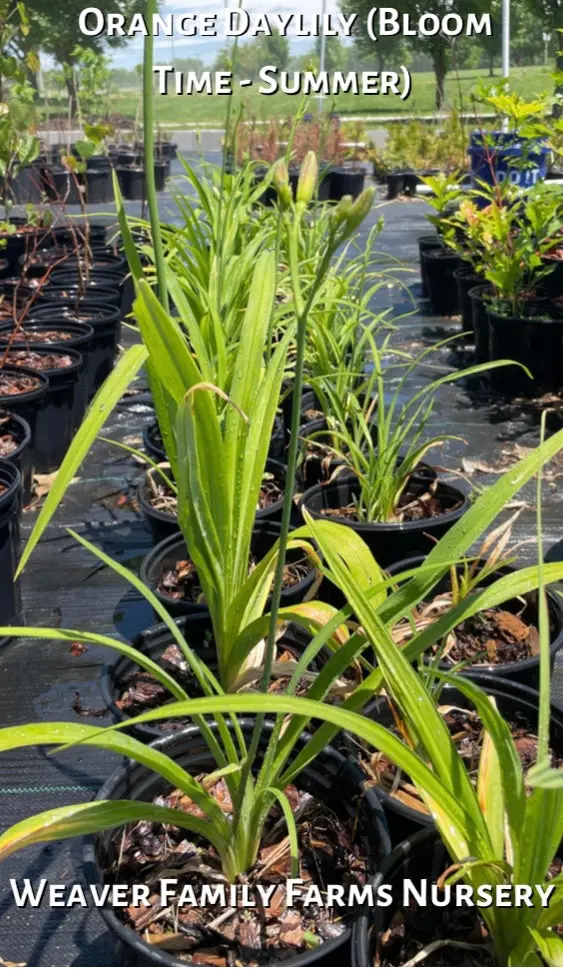 Hemerocallis Fulva – Classic Orange Daylily, Hardy and Naturalizing