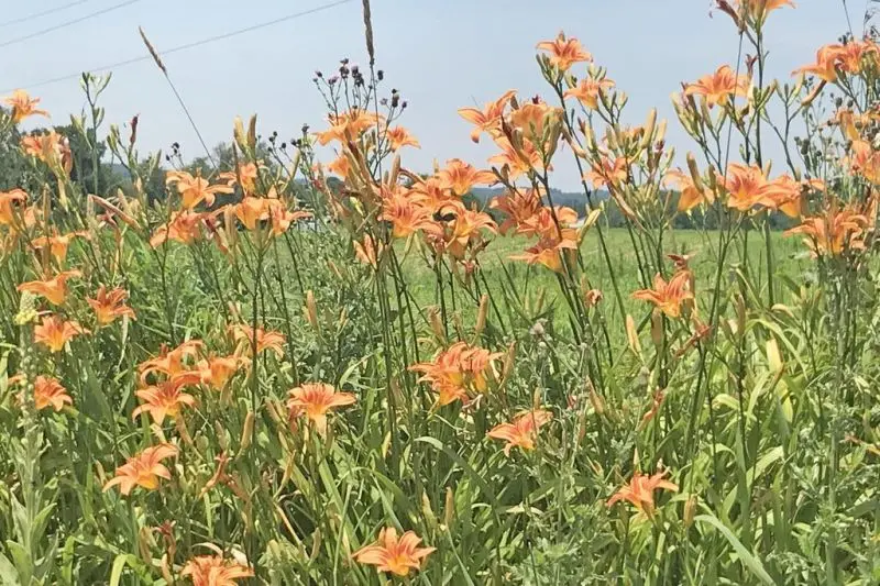 Hemerocallis Fulva – Classic Orange Daylily, Hardy and Naturalizing
