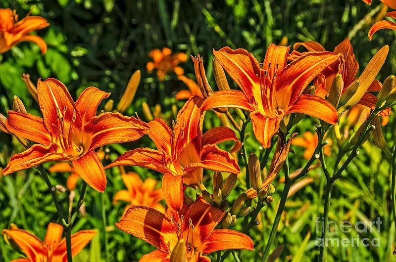 Hemerocallis Fulva – Classic Orange Daylily, Hardy and Naturalizing