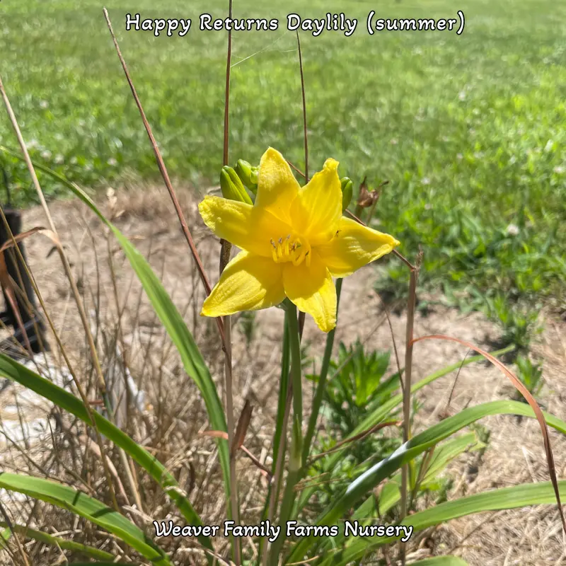 Hemerocallis 'Happy Returns' Daylily – Compact Reblooming Yellow Variety