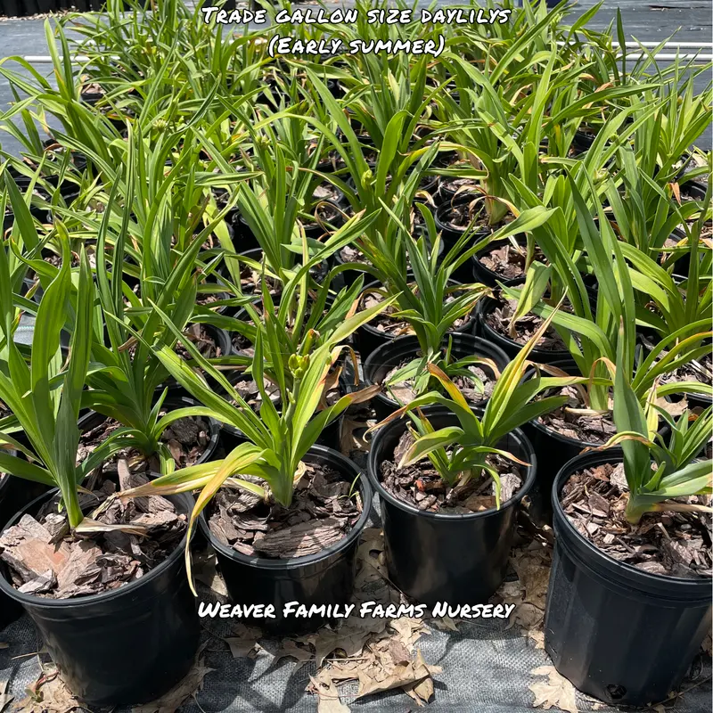 Hemerocallis 'Happy Returns' Daylily – Compact Reblooming Yellow Variety 2