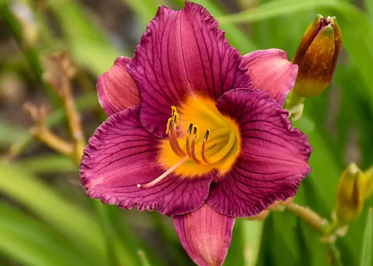 Hemerocallis 'Purple D'Oro' Daylily – Rich Purple-Violet Reblooming Selection