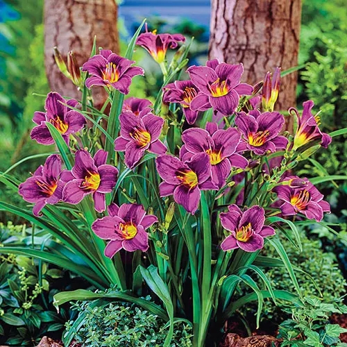 Hemerocallis 'Purple D'Oro' Daylily – Rich Purple-Violet Reblooming Selection 2