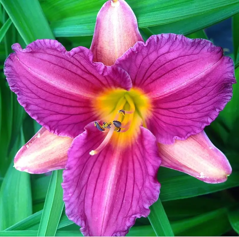 Hemerocallis 'Purple D'Oro' Daylily – Rich Purple-Violet Reblooming Selection