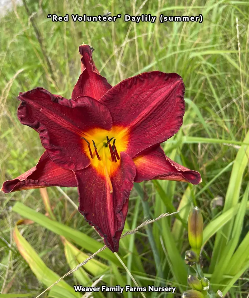 Hemerocallis 'Red Volunteer' Daylily – Bold Scarlet Flowers with Extended Bloom Time