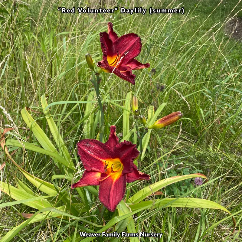 Hemerocallis 'Red Volunteer' Daylily – Bold Scarlet Flowers with Extended Bloom Time
