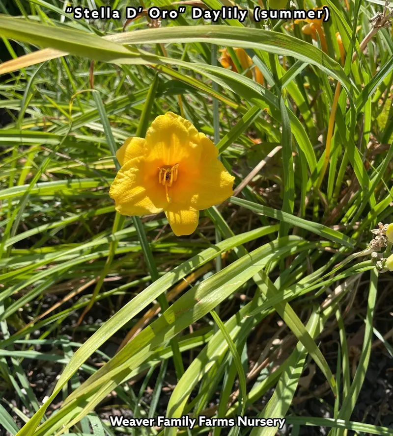 Hemerocallis 'Stella de Oro' Daylily – Classic Golden-Yellow, Prolific Rebloomer