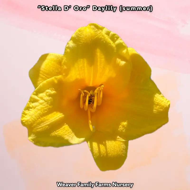 Hemerocallis 'Stella de Oro' Daylily – Classic Golden-Yellow, Prolific Rebloomer