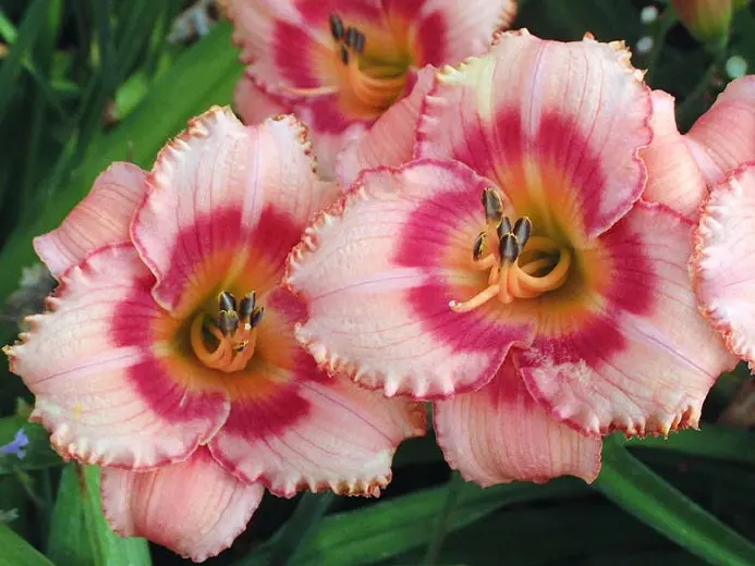 Hemerocallis 'Strawberry Candy' Daylily – Rosy-Pink, Ruffled, and Fragrant