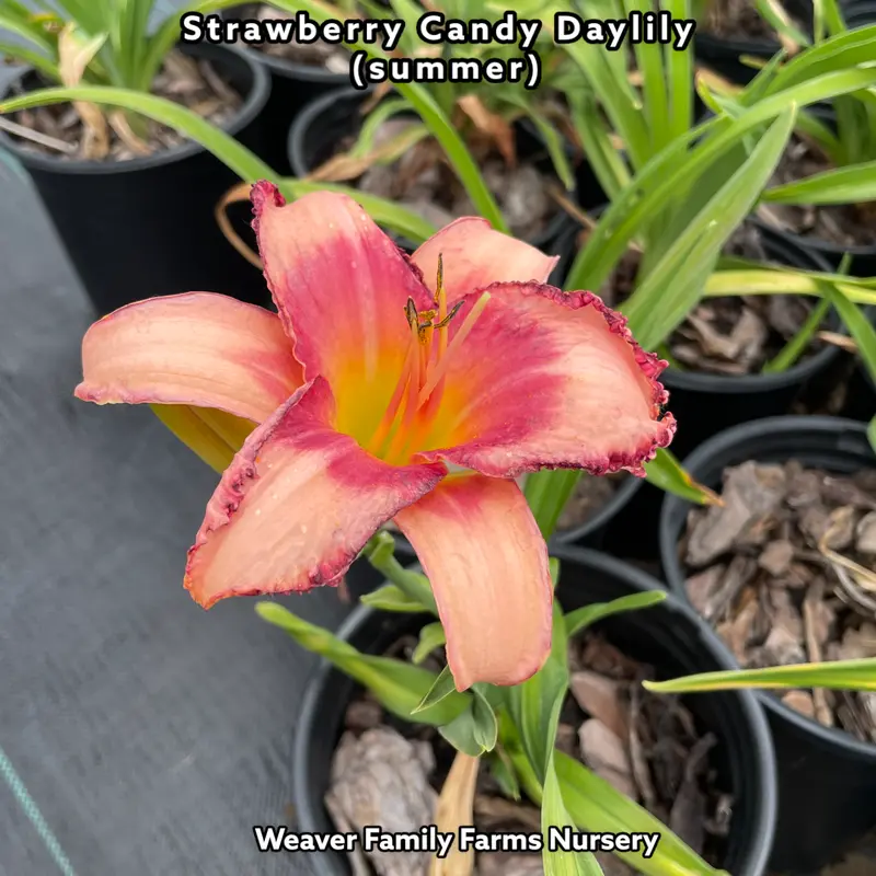 Hemerocallis 'Strawberry Candy' Daylily – Rosy-Pink, Ruffled, and Fragrant 2