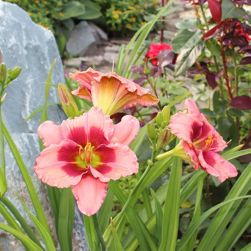 Hemerocallis 'Strawberry Candy' Daylily – Rosy-Pink, Ruffled, and Fragrant