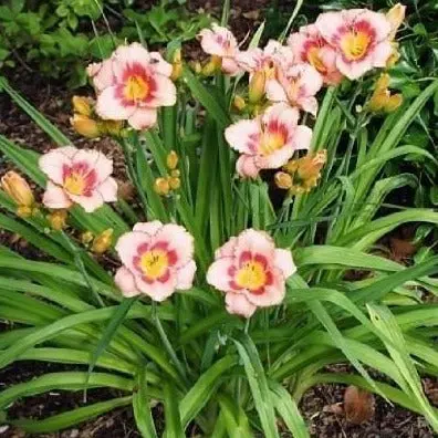 Hemerocallis 'Strawberry Candy' Daylily – Rosy-Pink, Ruffled, and Fragrant