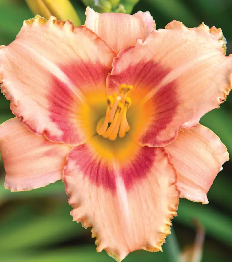 Hemerocallis 'Strawberry Candy' Daylily – Rosy-Pink, Ruffled, and Fragrant