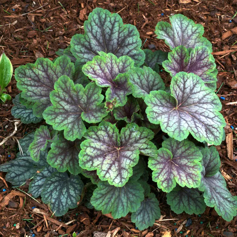 Heuchera 'Green Spice' Coral Bells – Lime-Green Foliage with Spicy Red Undertones