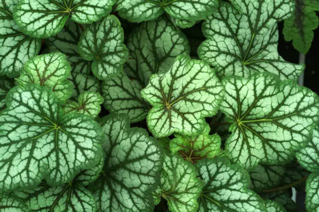 Heuchera 'Green Spice' Coral Bells – Lime-Green Foliage with Spicy Red Undertones 2