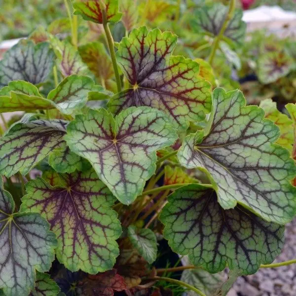 Heuchera 'Green Spice' Coral Bells – Lime-Green Foliage with Spicy Red Undertones