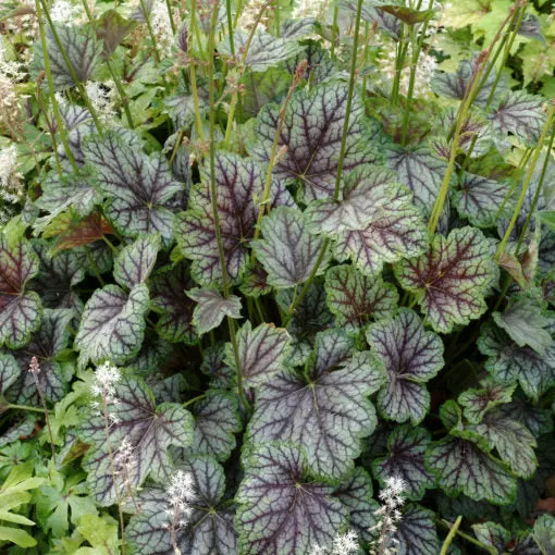 Heuchera 'Green Spice' Coral Bells – Lime-Green Foliage with Spicy Red Undertones
