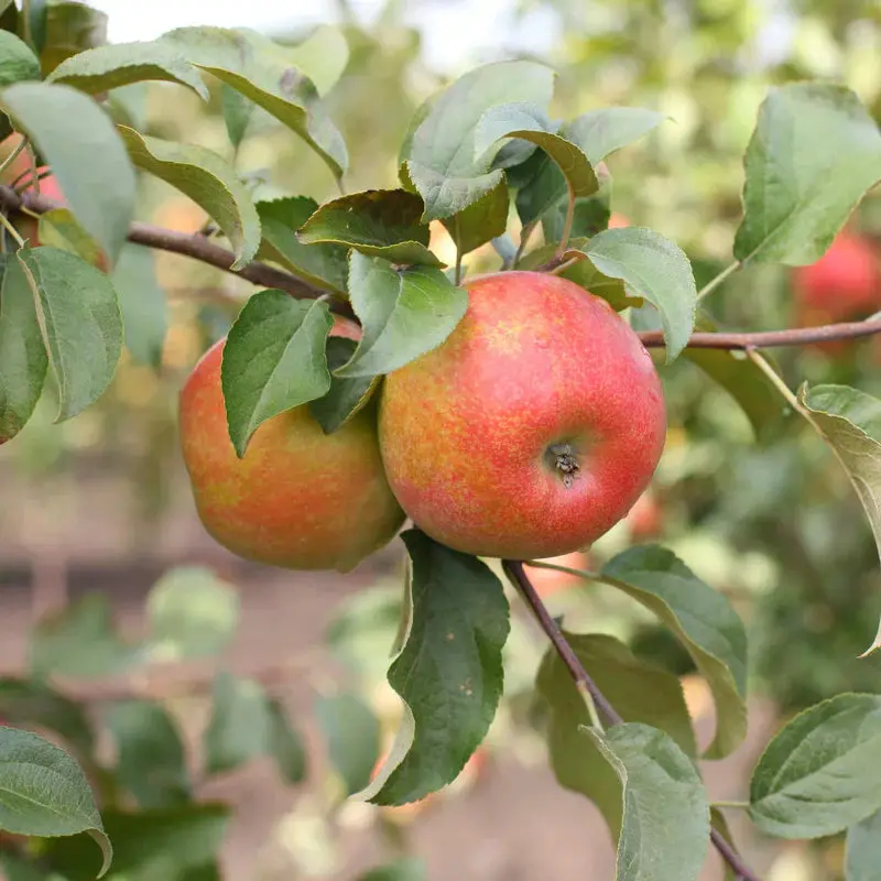 Honeycrisp Apple Tree – Juicy Crisp Popular Cultivar
