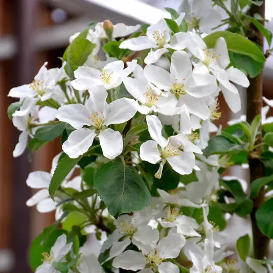 Honeycrisp Apple Tree – Juicy Crisp Popular Cultivar 2
