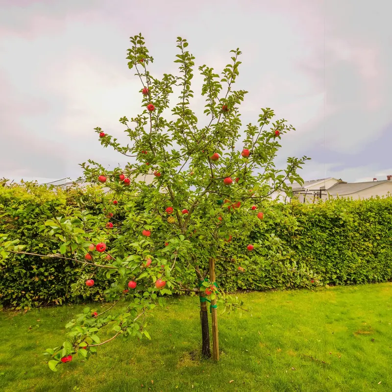 Honeycrisp Apple Tree – Juicy Crisp Popular Cultivar