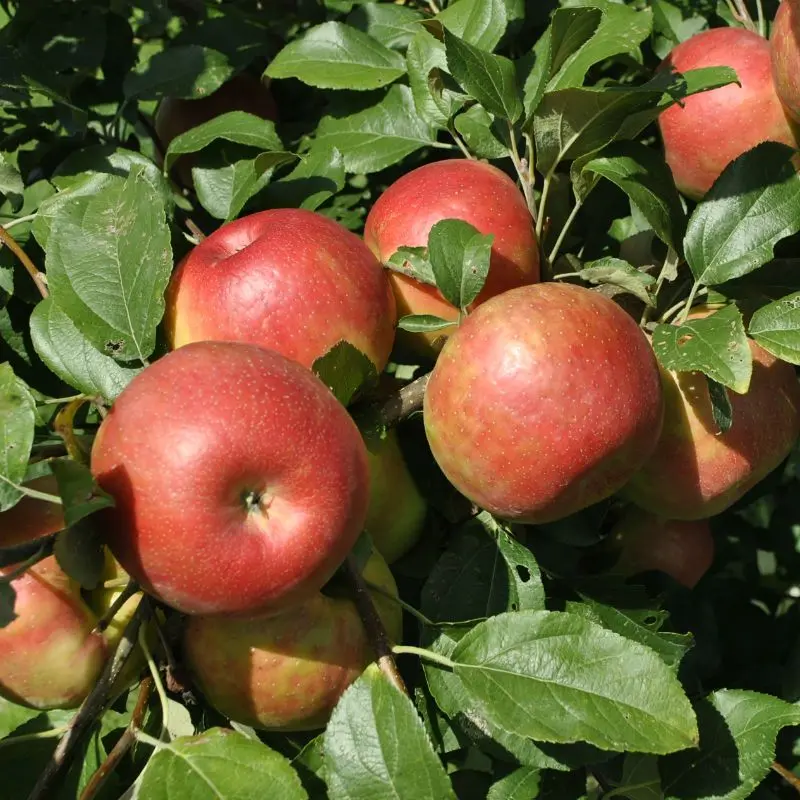 Honeycrisp Apple Tree – Juicy Crisp Popular Cultivar