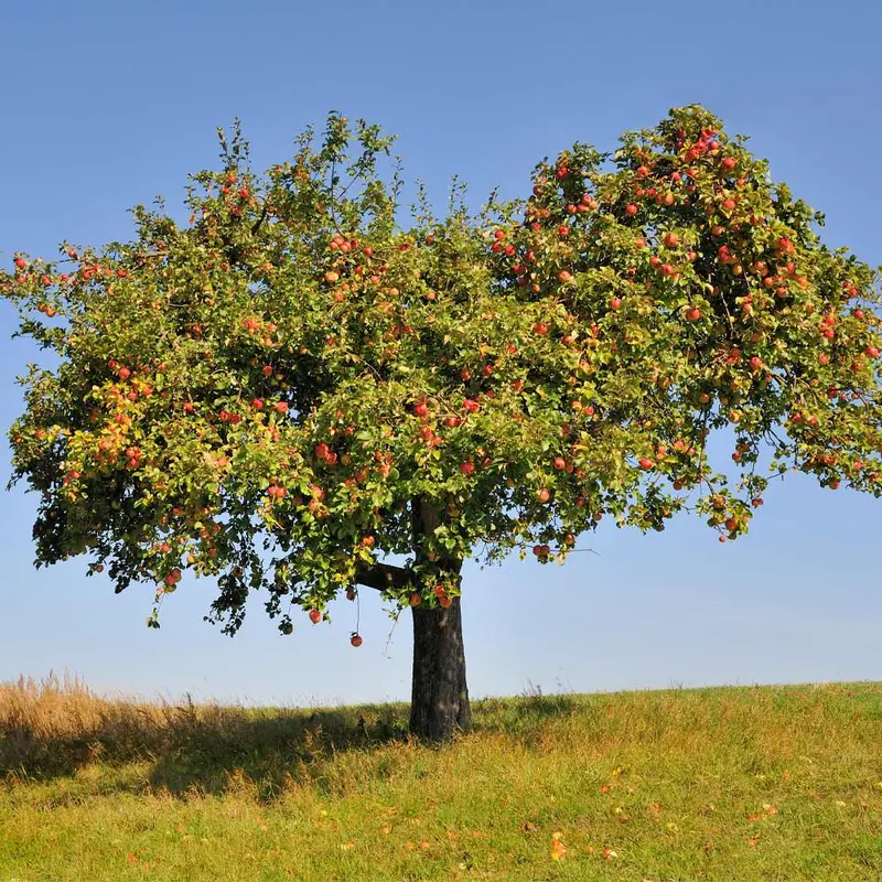 Honeycrisp Apple Tree – Juicy Crisp Popular Cultivar