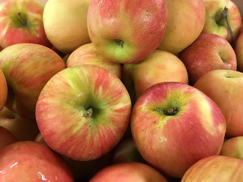 Honeycrisp Apple Tree – Juicy Crisp Popular Cultivar
