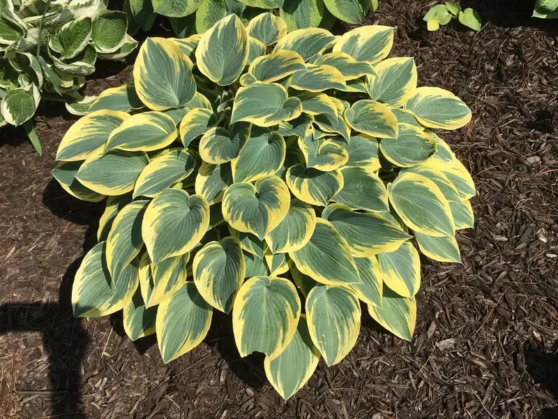 Hosta 'First Frost' – Variegated Blue-Green Leaves with Cream Margins