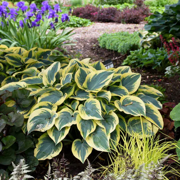 Hosta 'First Frost' – Variegated Blue-Green Leaves with Cream Margins 2