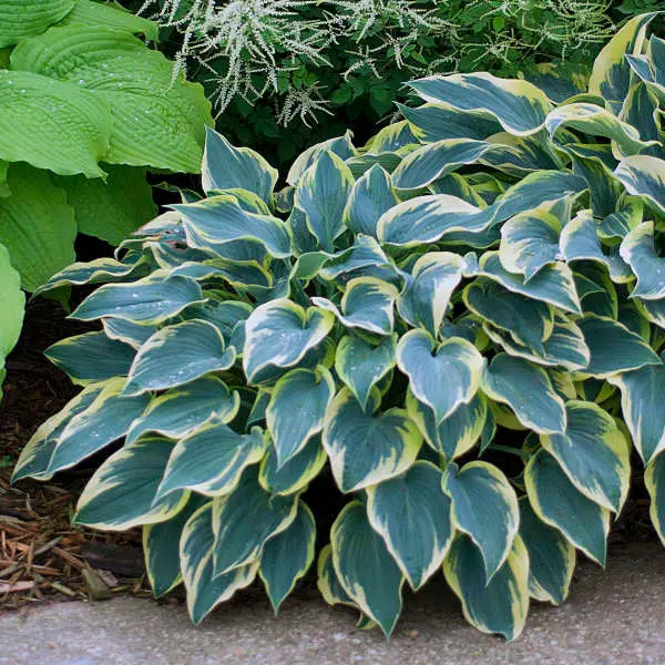 Hosta 'First Frost' – Variegated Blue-Green Leaves with Cream Margins