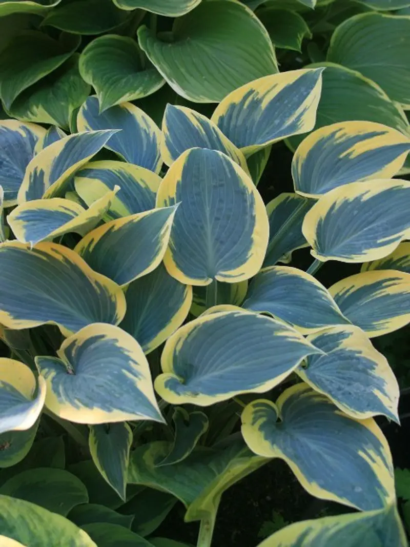 Hosta 'First Frost' – Variegated Blue-Green Leaves with Cream Margins