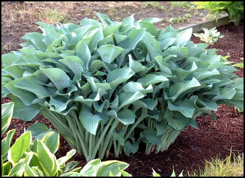 Hosta 'Krossa Regal' – Upright, Blue-Green Leaved Shade Perennial