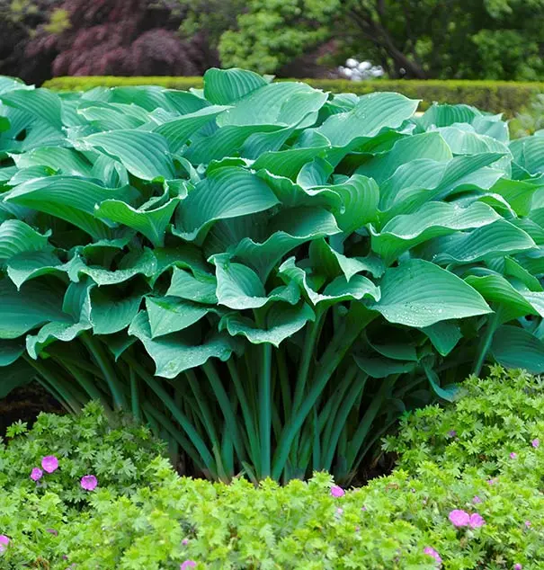 Hosta 'Krossa Regal' – Upright, Blue-Green Leaved Shade Perennial 2