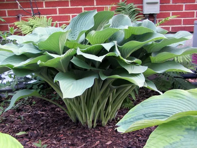 Hosta 'Krossa Regal' – Upright, Blue-Green Leaved Shade Perennial