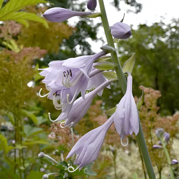 Hosta 'Krossa Regal' – Upright, Blue-Green Leaved Shade Perennial