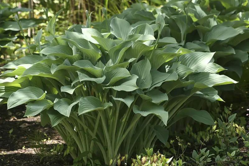 Hosta 'Krossa Regal' – Upright, Blue-Green Leaved Shade Perennial