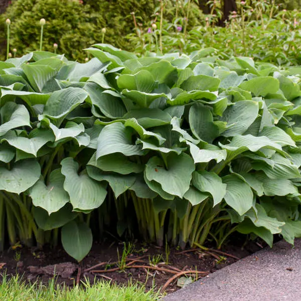 Hosta 'Krossa Regal' – Upright, Blue-Green Leaved Shade Perennial