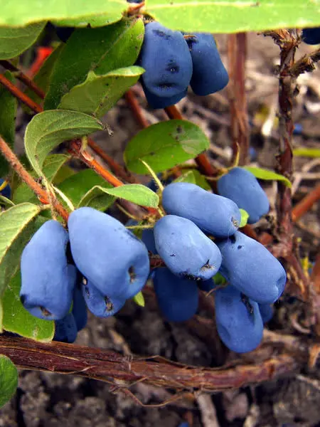 Indigo Treat Haskap – Sweet Honeyberry Bush for Zones 3–7