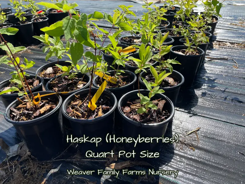 Indigo Treat Haskap – Sweet Honeyberry Bush for Zones 3–7