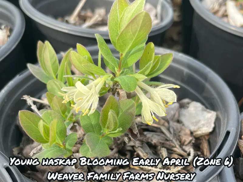 Indigo Treat Haskap – Sweet Honeyberry Bush for Zones 3–7