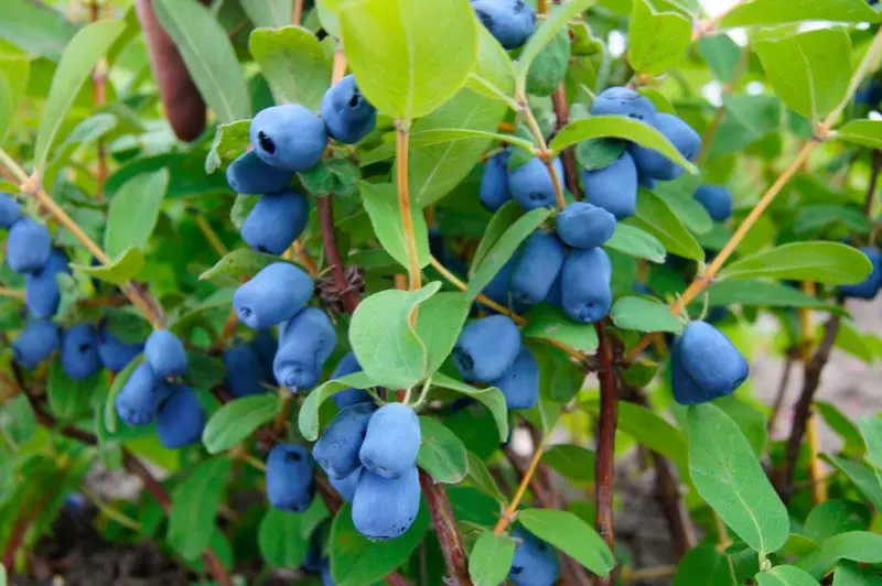 Indigo Treat Haskap – Sweet Honeyberry Bush for Zones 3–7