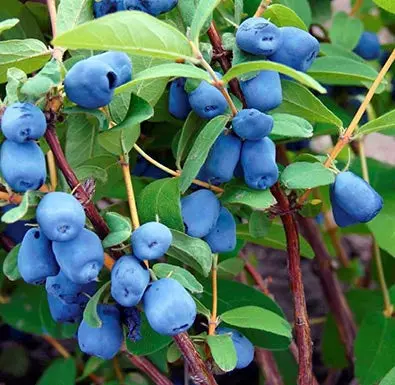 Indigo Treat Haskap – Sweet Honeyberry Bush for Zones 3–7