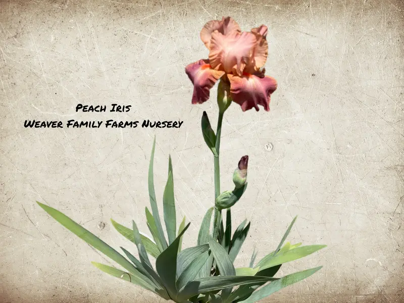 Iris 'Peach' Bearded Iris – Soft Peach-Hued Ruffled Flowers and Sturdy Stems